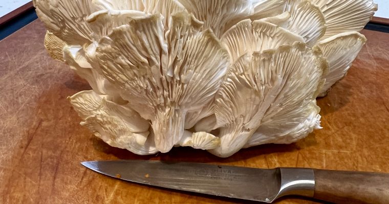 Lion’s Mane Mushrooms